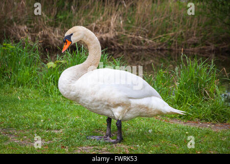 Weißer Schwan auf Rasen Ufer stehend Stockfoto