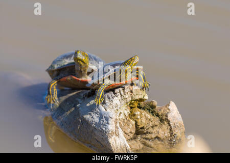 Western gemalt Schildkröten (Chrysemys Picta Bellii), sonnen sich in Bosque del Apache National Wildlife Refuge, New Mexico, USA. Stockfoto