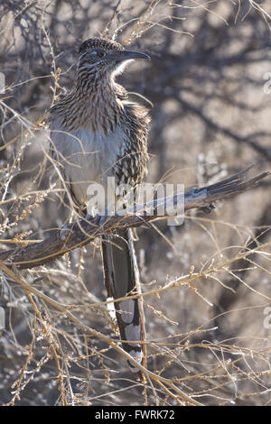 Größere Roadrunner, (Geococyx Californianus), Bosque del Apache National Wildlife Refuge, New Mexico, USA. Stockfoto