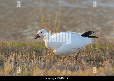 Schneegans, (Chen Caerulescens), mit einem gebrochenen Flügel.  Bosque del Apache National Wildlife Refuge, New Mexico, USA. Stockfoto