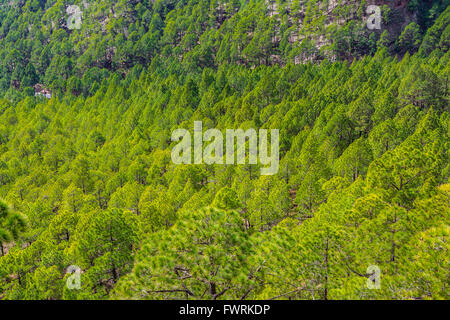 Pinus Canariensis, die kanarische Kiefer, ist eine Art aus der Gattung Pinus, Familie Tannenbäumen, Native und endemisch. Stockfoto