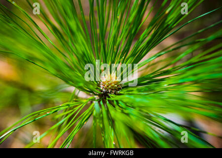 Pinus Canariensis, die kanarische Kiefer, ist eine Art aus der Gattung Pinus, Familie Tannenbäumen, Native und endemisch. Stockfoto