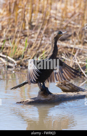 Neotropis Kormoran, (Phalacrocorax Brasilianus), Bosque del Apache National Wildlife Refuge, New Mexico, USA. Stockfoto