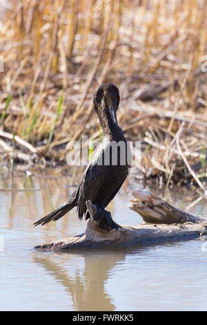 Neotropis Kormoran, (Phalacrocorax Brasilianus), Bosque del Apache National Wildlife Refuge, New Mexico, USA. Stockfoto