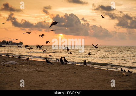 Negombo Strand bei Sonnenuntergang, Negombo, Sri Lanka, Asien Stockfoto