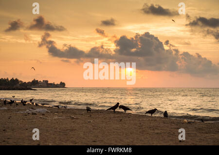 Negombo Strand bei Sonnenuntergang, Negombo, Sri Lanka, Asien Stockfoto