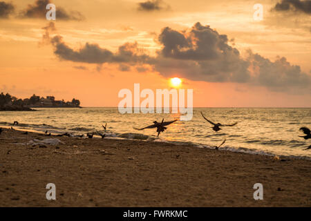 Negombo Strand bei Sonnenuntergang, Negombo, Sri Lanka, Asien Stockfoto