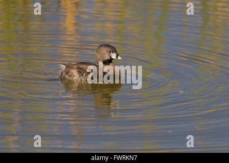 Pied – abgerechnet Grebe, (Podilymbus Podiceps), Bosque del Apache National Wildlife Refuge, New Mexico, USA. Stockfoto