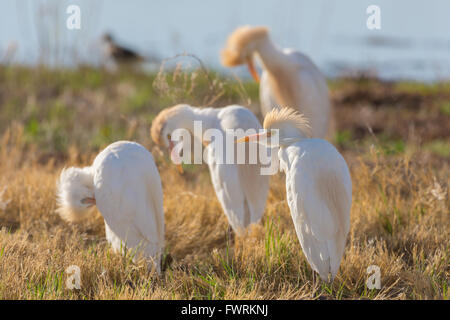 Putzen Kuhreiher (Bubulcus Ibis), Bosque del Apache National WIldlife Refuge, New Mexico, USA. Stockfoto