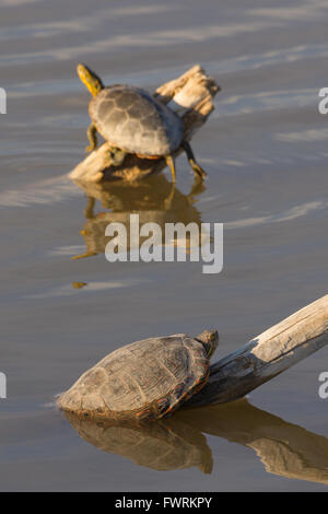 Big Bend Regler, (ist Gaigeae Gaigeae) und Western gemalt Schildkröten (Chrysemys Picta Bellii), Aalen.  New Mexico, USA. Stockfoto