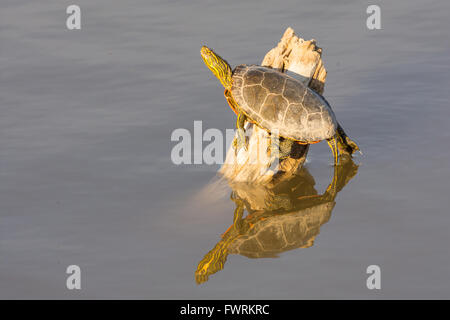 Western bemalt Schildkröte, (Chrysemys Picta Bellii), sonnen sich in Bosque del Apache National Wildlife Refuge, New Mexico, USA. Stockfoto