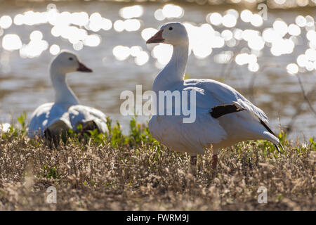 Paar Schneegänse (Chen Caerulescens), bei Bosque del Apache National Wildlife Refuge, New Mexico, USA. Eine mit einem gebrochenen Flügel. Stockfoto