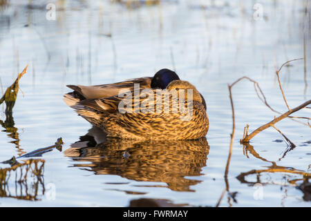 Ruhenden paar Stockenten, (Anas Platrhynchos), Bosque del Apache National Wildlife Refuge, New Mexico, USA. Stockfoto