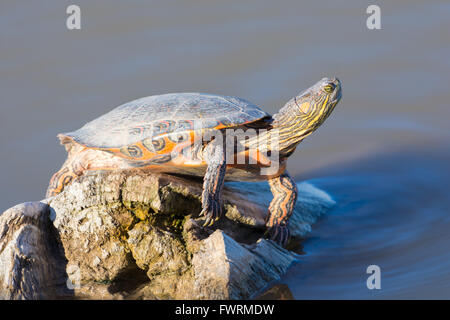 Big Bend Regler, (ist Gaigeae Gaigeae), sonnen sich in Bosque del Apache National Wildlife Refuge, New Mexico, USA. Stockfoto