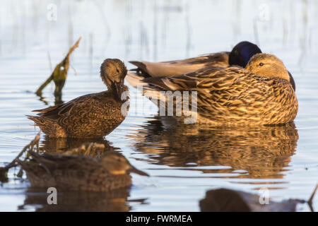 Ruhen paar Stockenten, (Anas Platrhynchos), mit weiblichen Blue-winged Teal, (Anas Discors), putzen im Vordergrund, New Mexico. Stockfoto