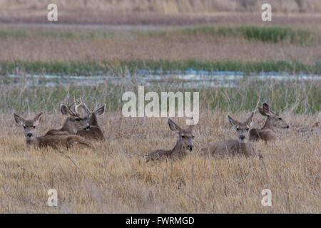 Rocky Mountain Maultierhirsch (Odocoileus Hemionus Hemionus), tut und Böcke ruht in einem Sumpf, New Mexico, USA. Stockfoto