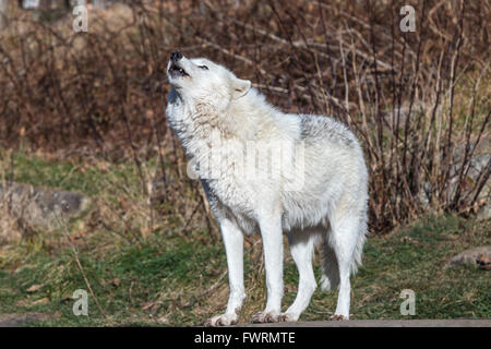 Einsamer Arctic Wolf im Herbst Stockfoto