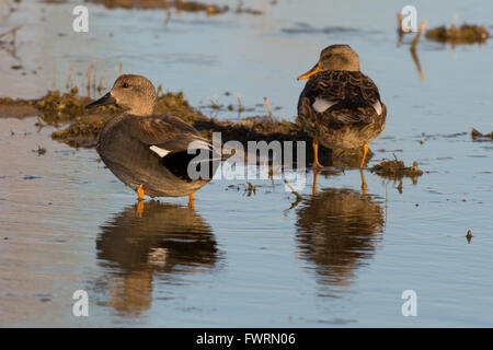 Gadwall, (Anas Strepera), Drake und Henne in Bosque del Apache National Wildlife Refuge, New Mexico, USA, Stockfoto