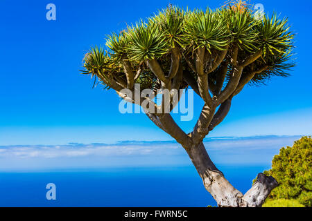 Dracaena Draco, der Kanarischen Drachenbaum oder Drago, ist eine subtropische baumähnliche Pflanze der Gattung Dracaena Stockfoto