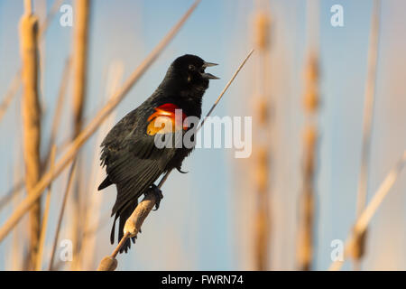 Rufen männliche Rotschulterstärling, (Agelaius Phoeniceus), Bosque del Apache National Wildlife Refuge, New Mexico, USA. Stockfoto
