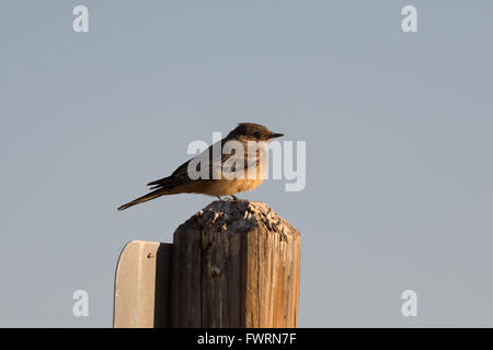 Say'sche Phoebe, (Dayornis Saya), Bosque del Apache National Wildlife Refuge, New Mexico, USA. Stockfoto