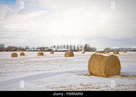 Heuballen im Schnee bedeckt Feld, Mountain View County, Alberta, Kanada Stockfoto