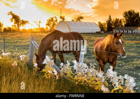 Pferde Essen Wolfsmilch, Taber, Alberta, Kanada Stockfoto