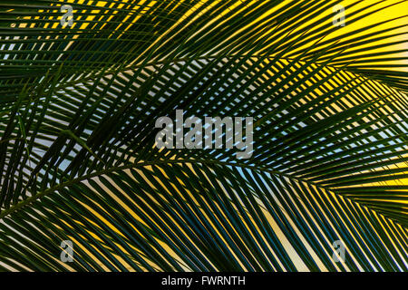 Palmwedel Baum Maui, Hawaii, USA Stockfoto