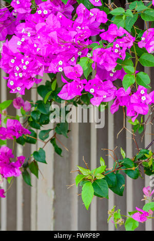 Bougainvillea-Ranke aus Zaun Maui Stockfoto