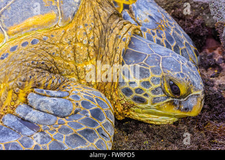 grüne Meeresschildkröte auf maui Stockfoto