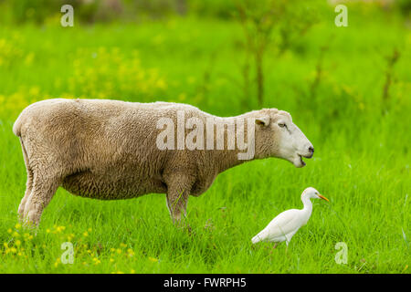 Schafe und Kuhreiher Maui Stockfoto