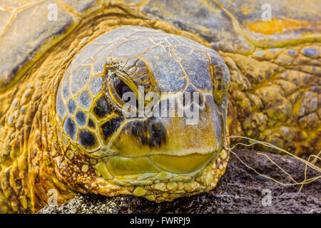 grüne Meeresschildkröte auf maui Stockfoto