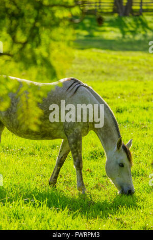 Landesinneren Weide auf Maui Pferd Weiden Stockfoto