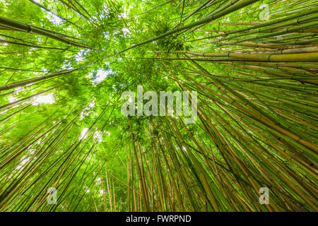 Regenwald und Bambus Hain auf Maui Stockfoto