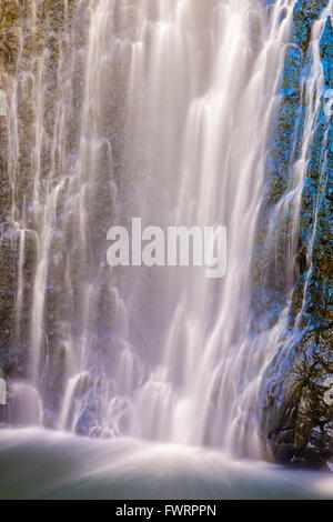 Regenwald auf Maui Stockfoto