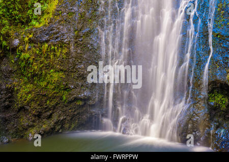 Regenwald auf Maui Stockfoto