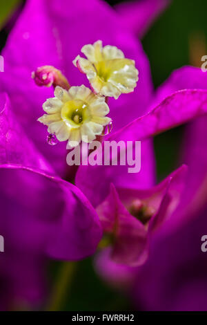 Regenwald-Blumen auf Maui Stockfoto