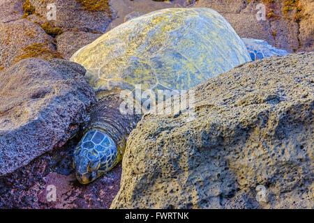 Grüne Meeresschildkröte auf maui Stockfoto