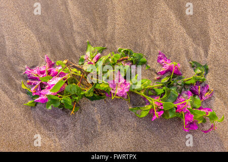 Magenta Bougainvillea am sandigen Strand von Maui Stockfoto