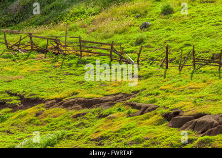 Weide auf Nord Maui Stockfoto