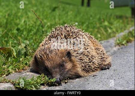 Igel (Erinaceinae Eulipotyphla) Roadkill auf der Straße, Schweiz Stockfoto