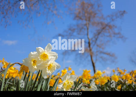 Narcissus Frühlingswiese auf verschwommenen Himmel und Baum Hintergrund, kreativen Umgang mit geringen Schärfentiefe Stockfoto
