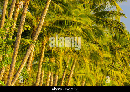 Palmen am Strand in Lahaina, Maui Stockfoto