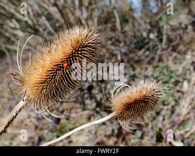 Ausgetrocknet, wilde Karde Kopf mit Marienkäfer in eine Hmapshire Hecke, Anfang April 2016 Stockfoto