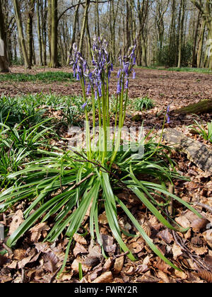 Ersten Bluebell des Frühlings. Ein einsamer Büschel von Glockenblumen Blumen früh im Wald auf dem Hinton Ampner Anwesen in Hampshire. Stockfoto