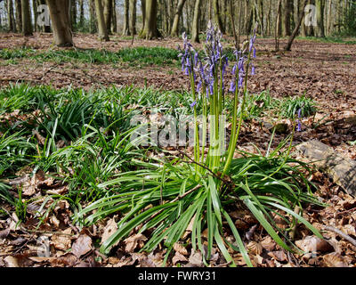 Ersten Bluebell des Frühlings. Ein einsamer Büschel von Glockenblumen Blumen früh im Wald auf dem Hinton Ampner Anwesen in Hampshire. Stockfoto