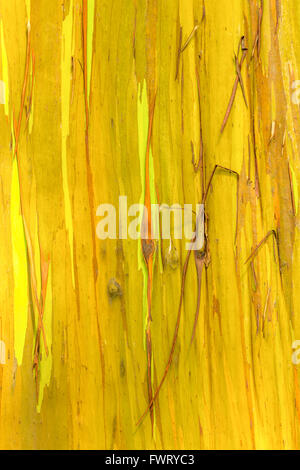 Regenbogen-Eukalyptus-Baum, Maui Closeup Stamm Stockfoto