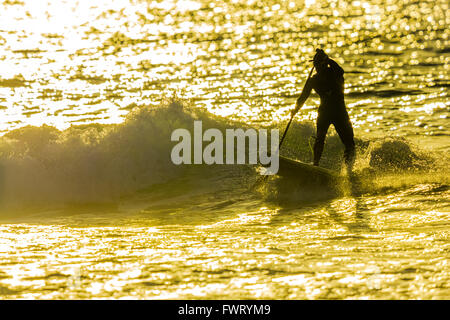 Stand up paddle Surfen in Maui Stockfoto