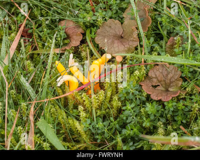 Gelbe Club Clavulinopsis Helvola wachsen durch Moos auf Abel Heide Norfolk UK Stockfoto