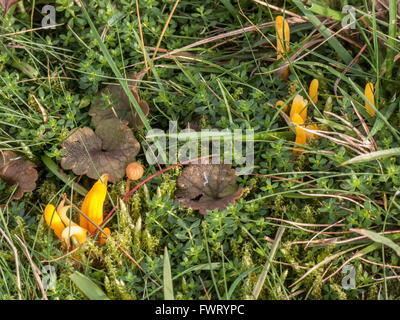 Gelbe Club Clavulinopsis Helvola wachsen durch Moos auf Abel Heide Norfolk UK Stockfoto